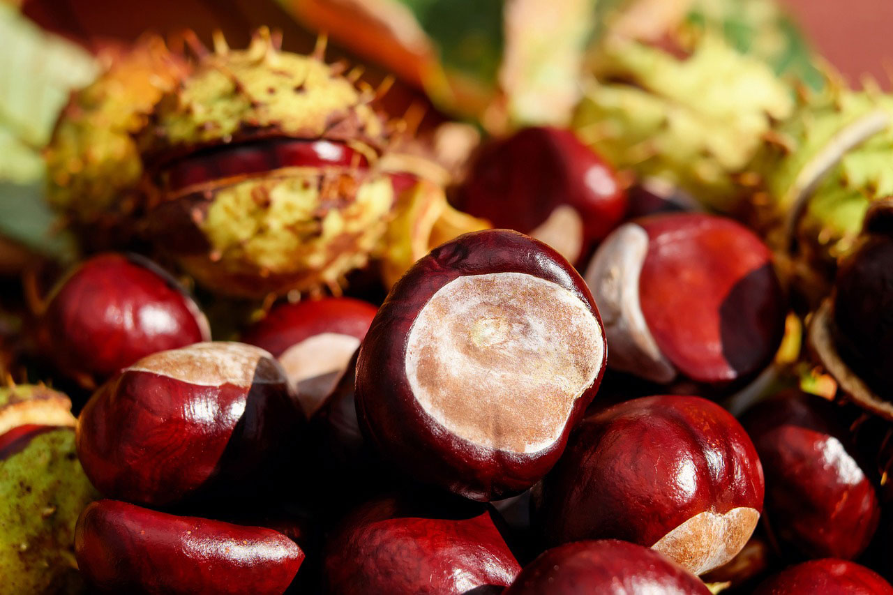 Horse Chestnuts (Conkers): Myths, Facts & Uses