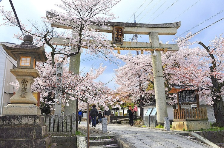 Reblog: Kyoto Spring Sakura — MPA Travels