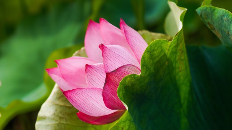 Lotus flowers bloom in  Guangxi