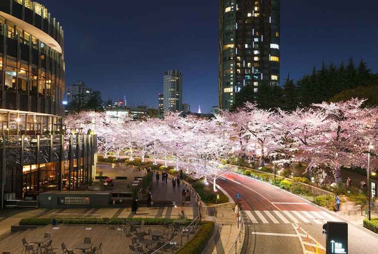 Yozakura: cherry blossoms